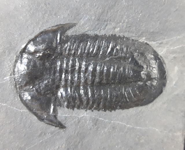 Paraszechuanella cf. changleensis (PENG 1990) - Bild &copy; FossNet FossilienStore